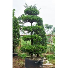 Lohansung (Podocarpus sp)